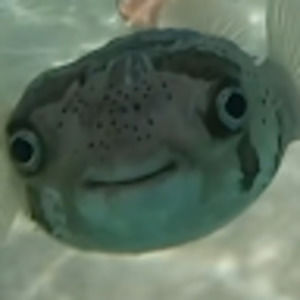 Meet your Posher, Wilson